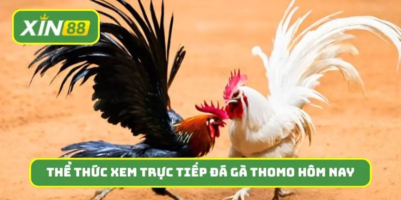 Những thể thức thường gặp khi xem trực tiếp đá gà thomo hôm nay