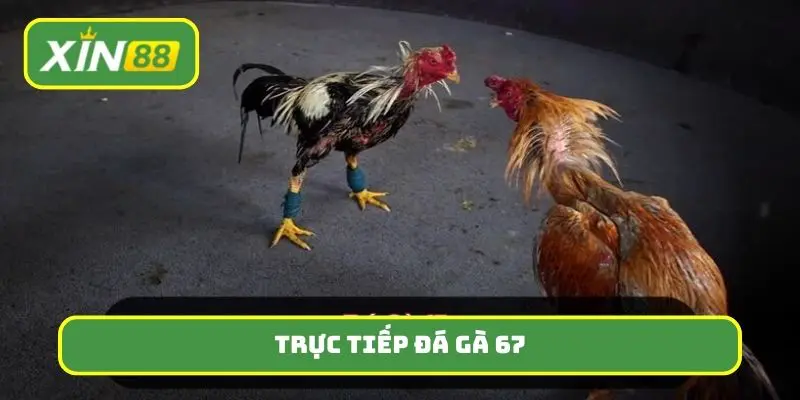 trực tiếp đá gà 67
